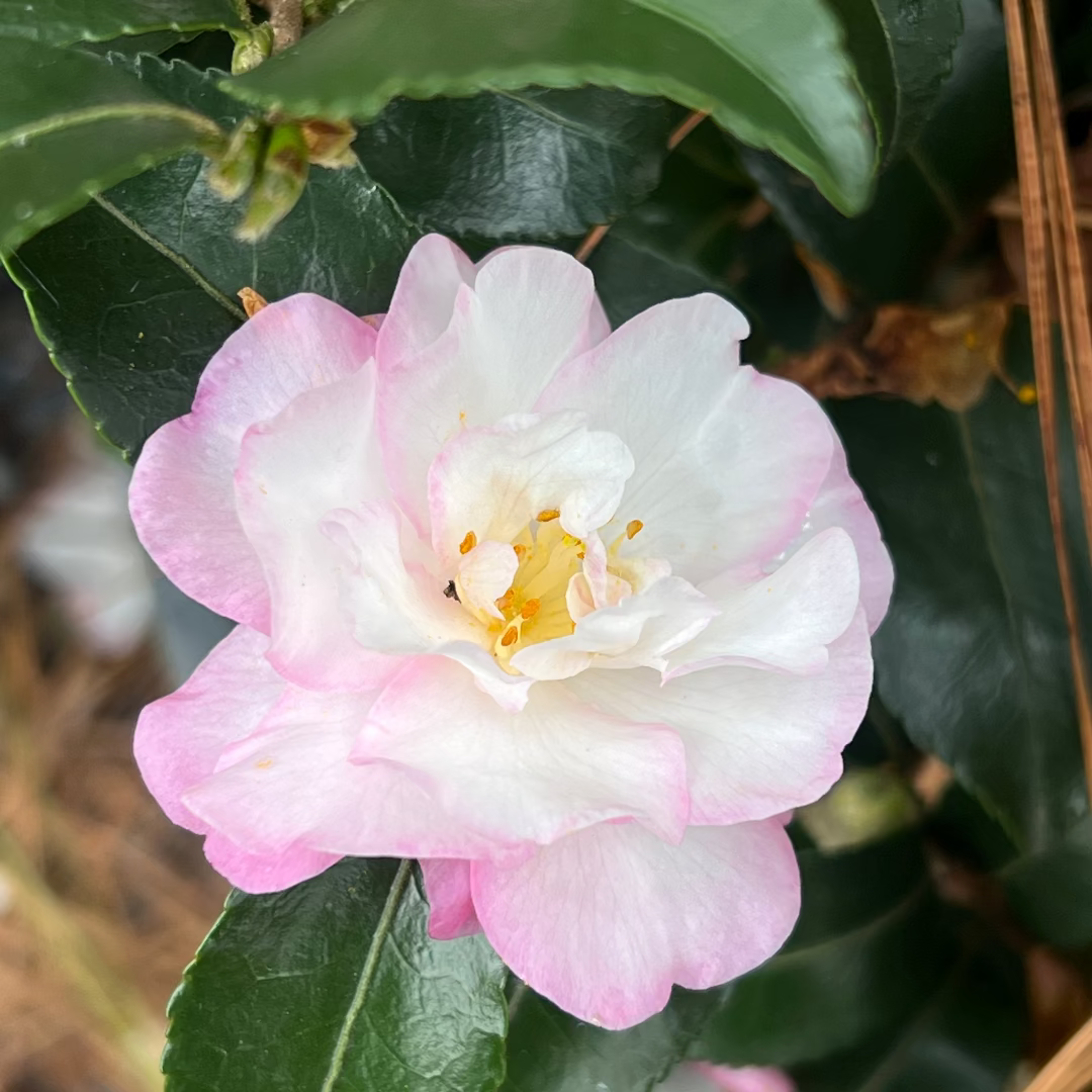 October Magic Orchid Camellia