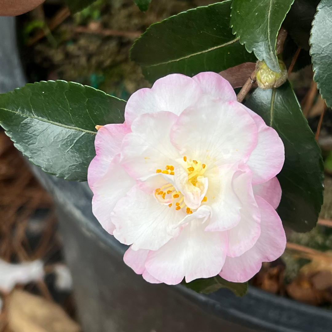 October Magic Orchid Camellia