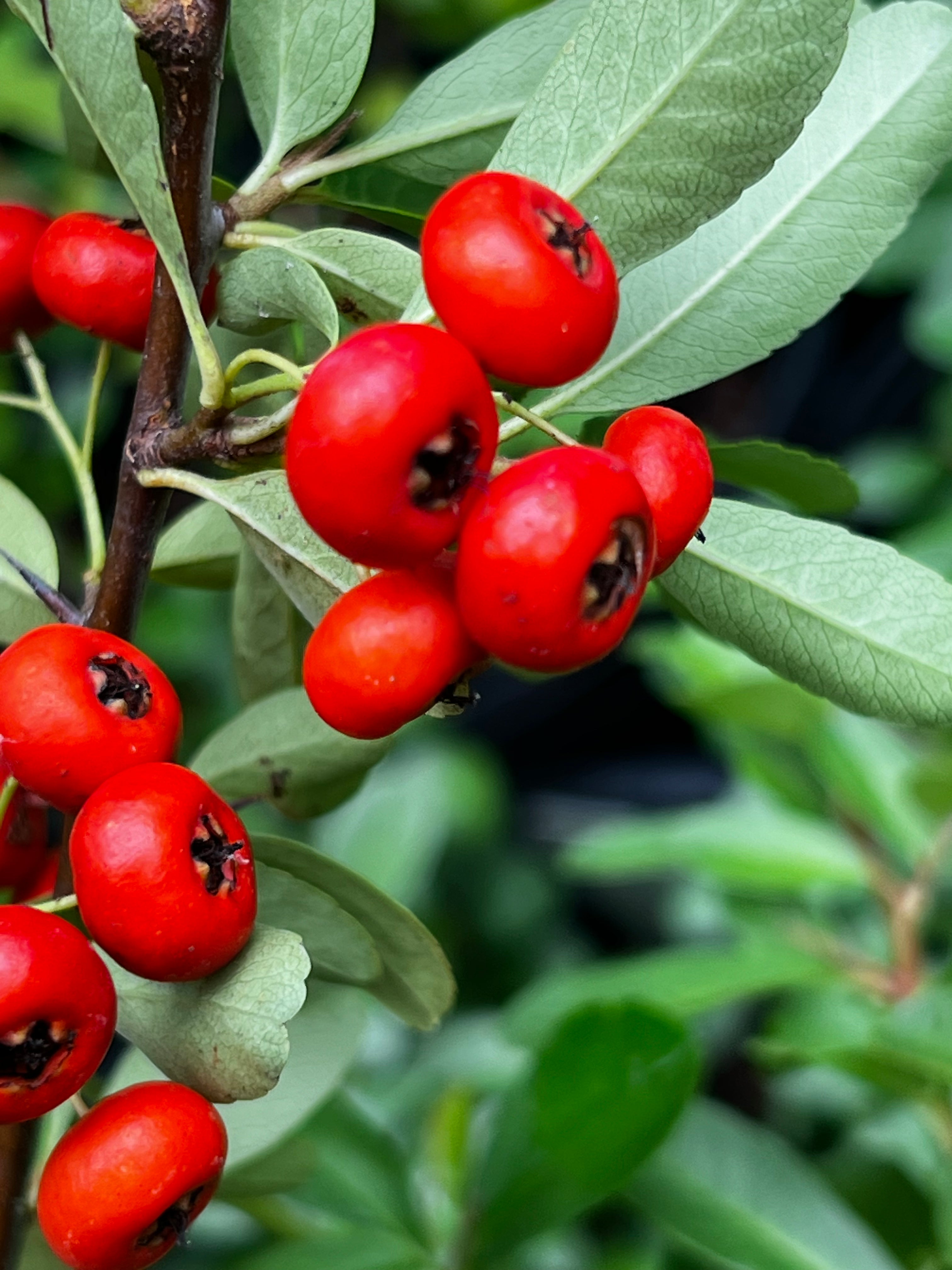 Pyracantha Government Red