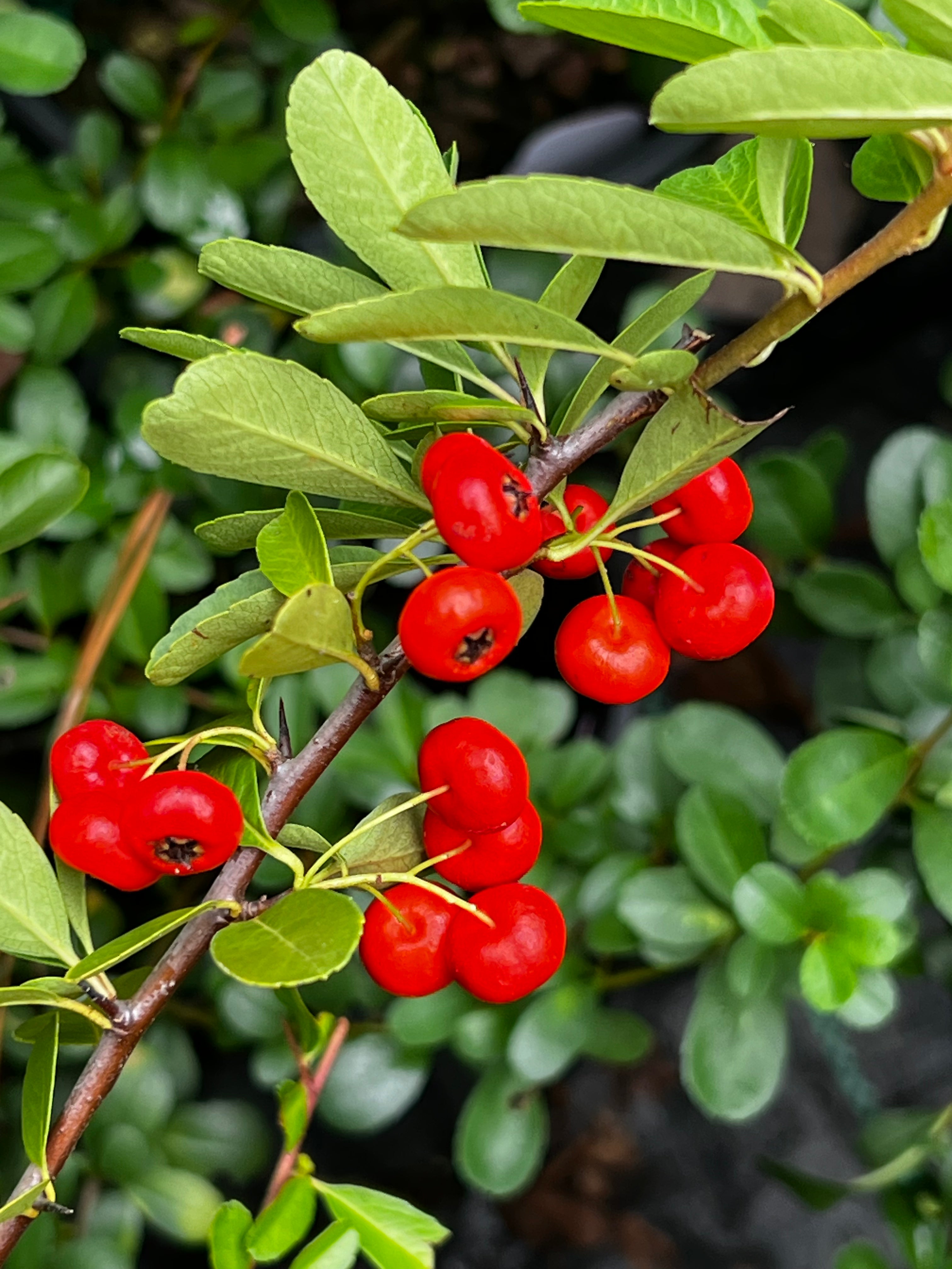Pyracantha Government Red