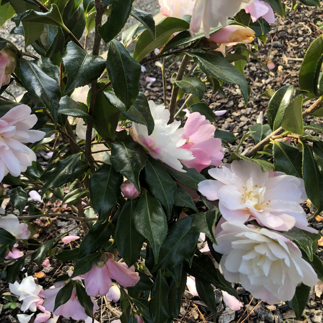 Camellia Star Above Star
