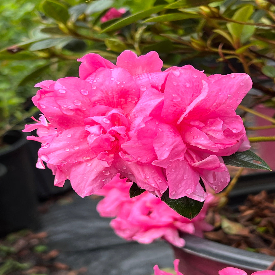 Autumn Carnation Azalea planted in garden bed