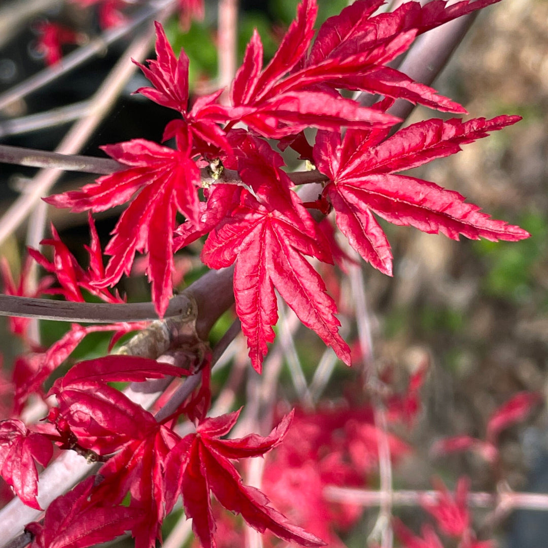 Beni Maiko Japanese Maple