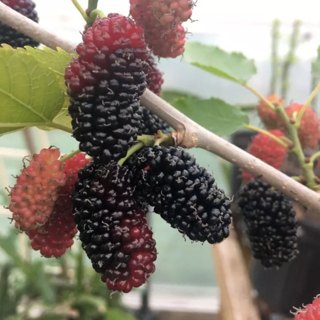 Issai Morus Alba Dwarf Mulberry