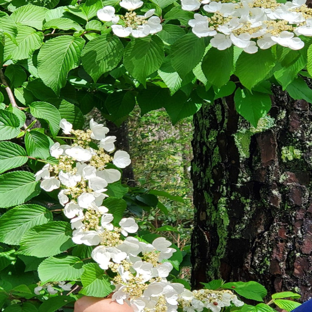 Igloo Viburnum is a Deciduous Shrub