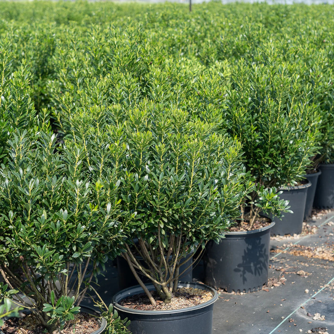 lnkberry-Shamrock Holly