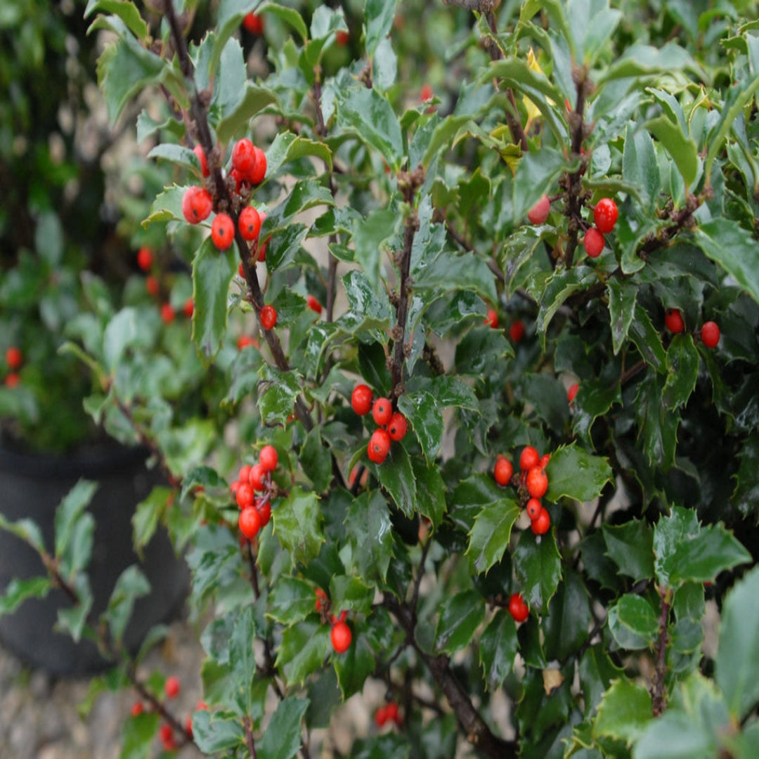 Blue Stallion Holly Multifunctional Evergreen