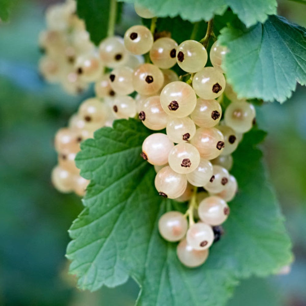 White Imperial Currant