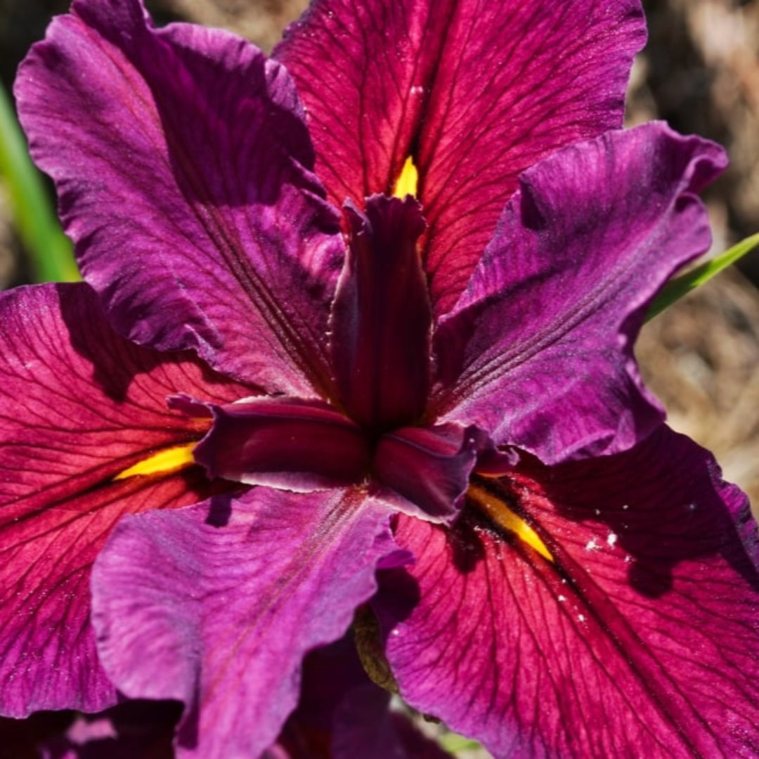 Iris Red Velvet Elvis