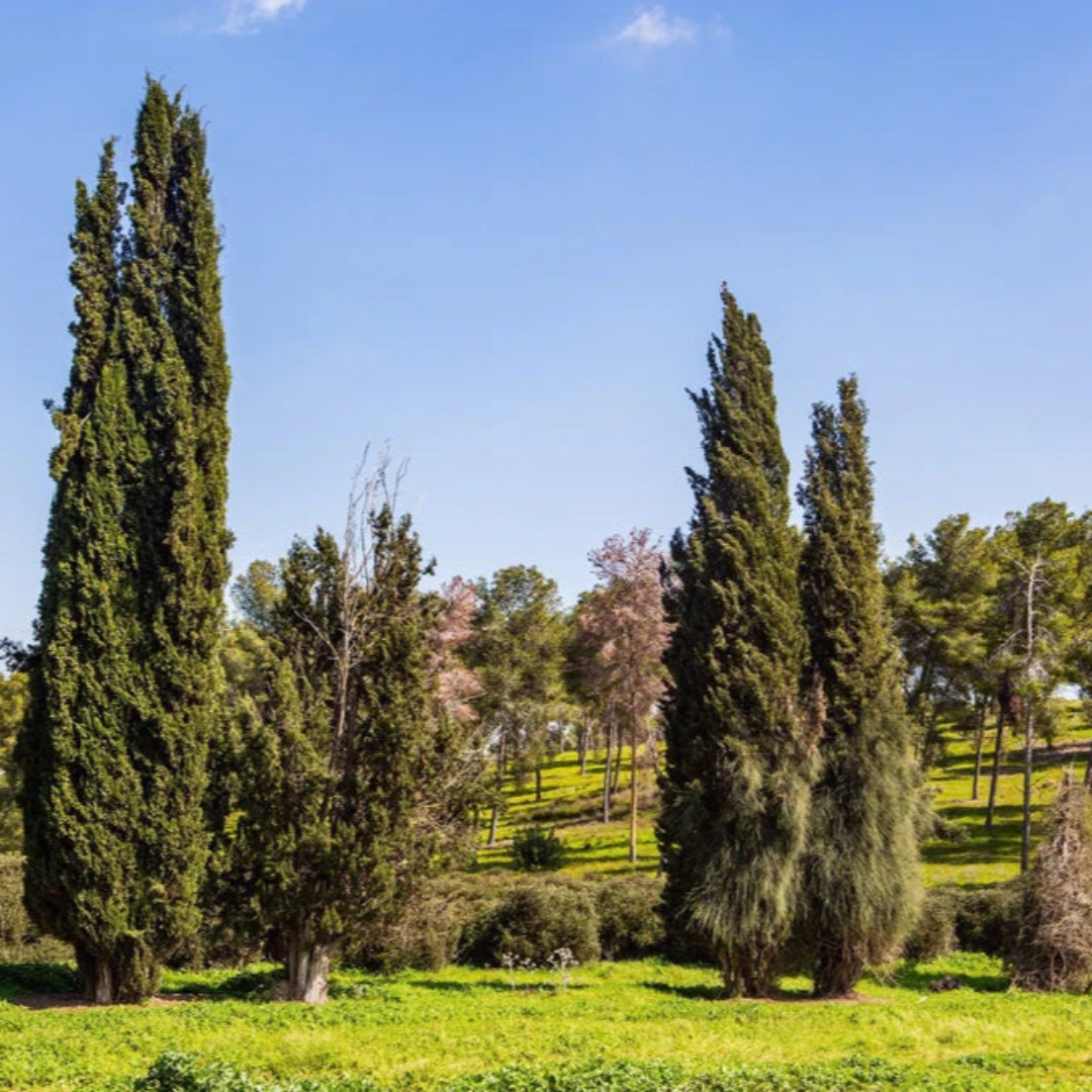 Italian Cypress is a Strikingly Thin Tall and Straight Evergreen Tree
