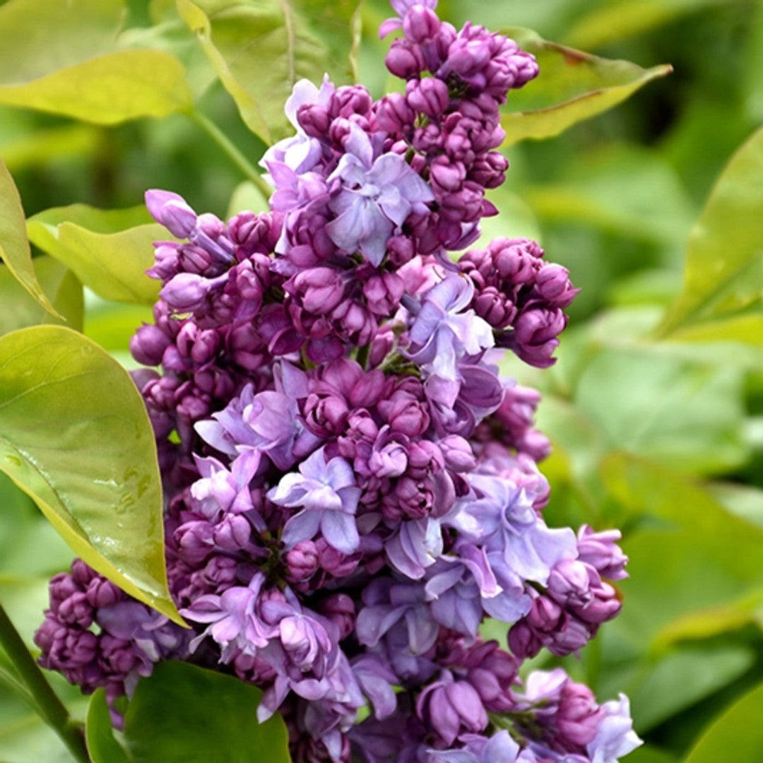 Katherine Havemeyer French Lilac