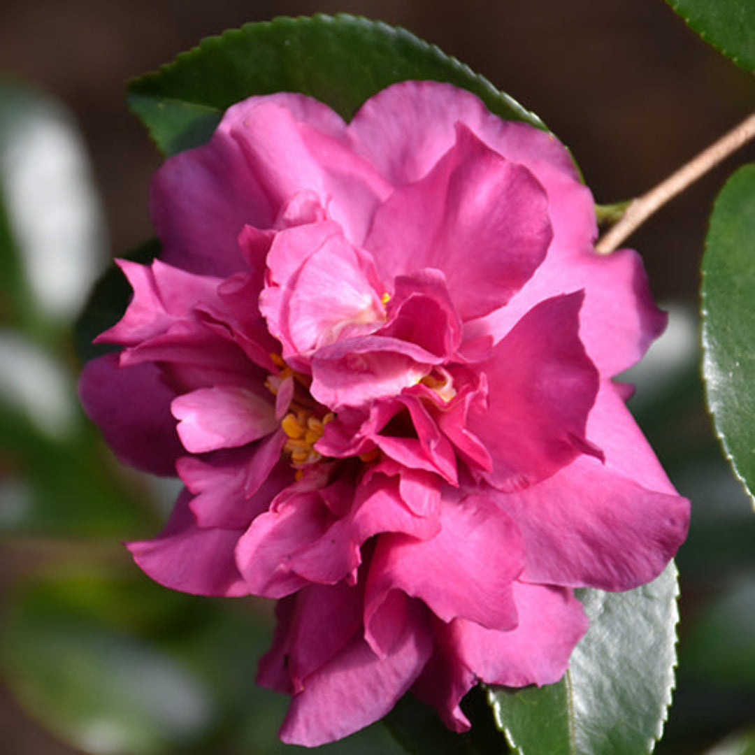 Sparkling Burgundy Camellia