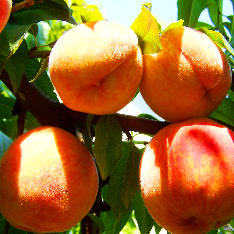 July Prince Peach