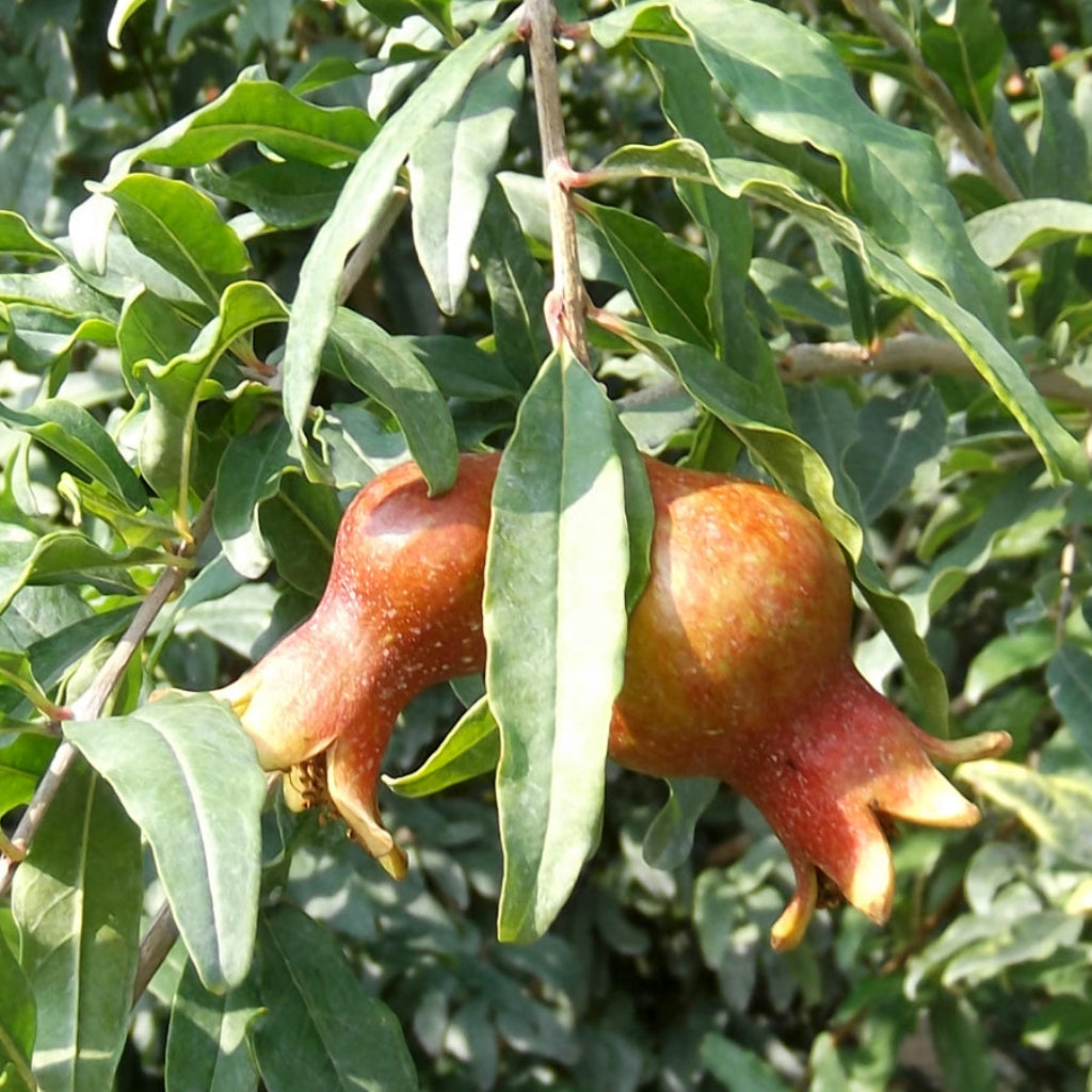 Kazake Pomegranate - Cold Hardy Pomegranate