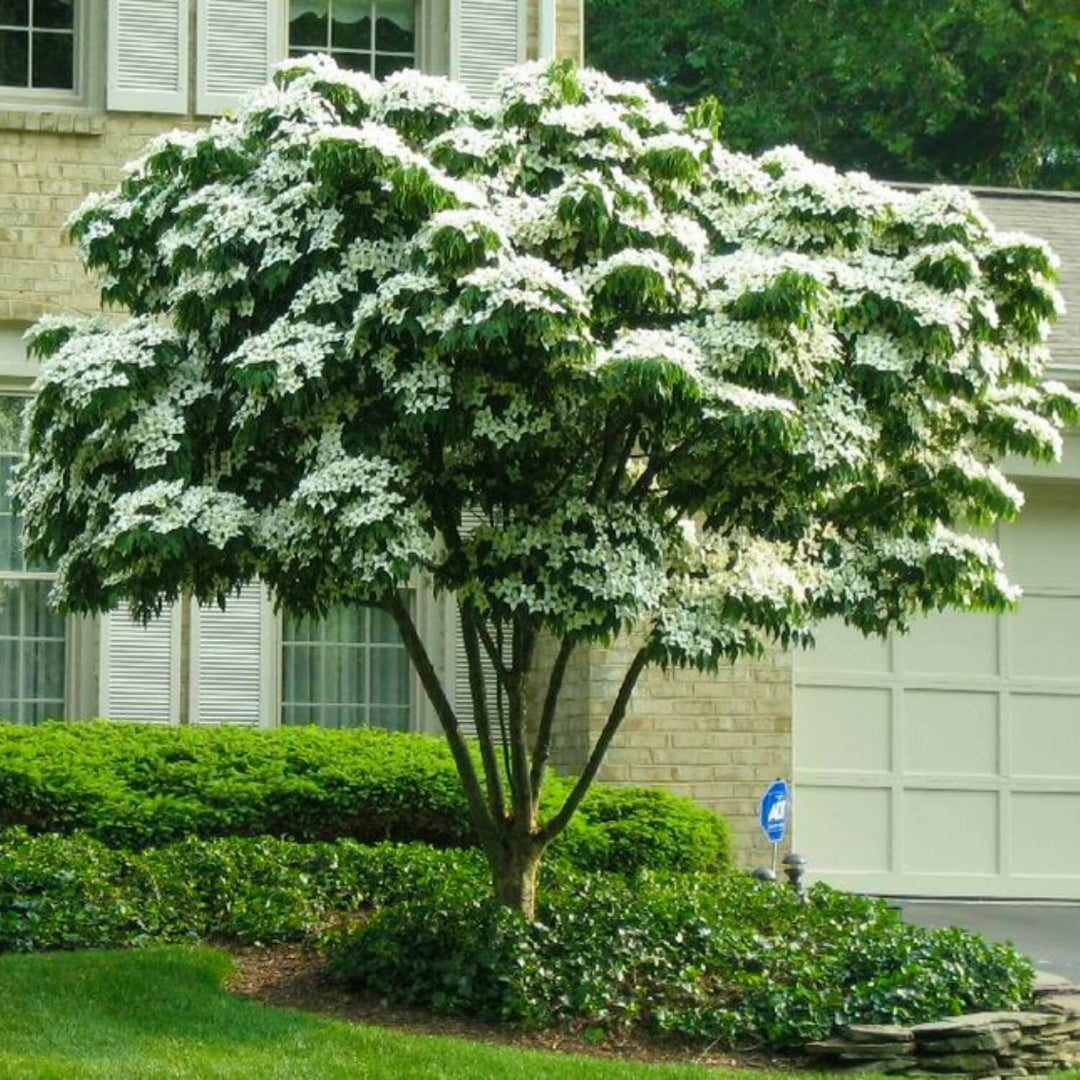 Kousa Dogwood Tree with white blooms