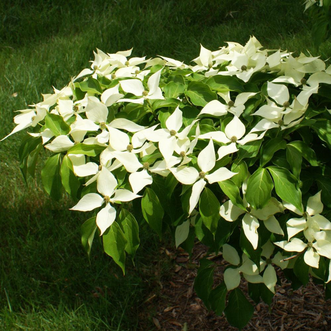 Backyard view with flowering Kousa Dogwood Tree