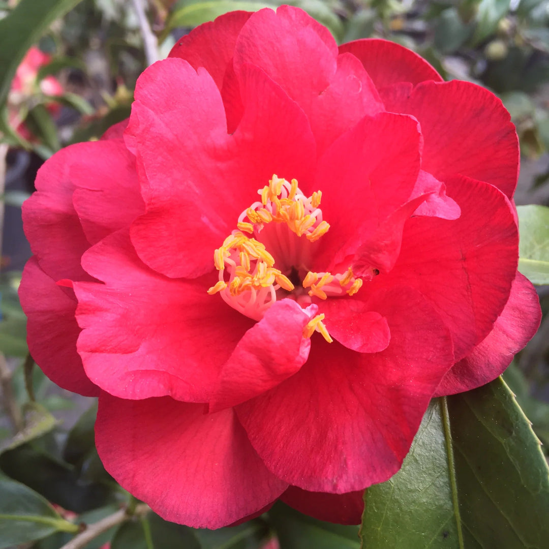 Lavender Prince II Camellia