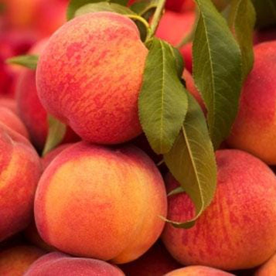 La Feliciana Peach Tree