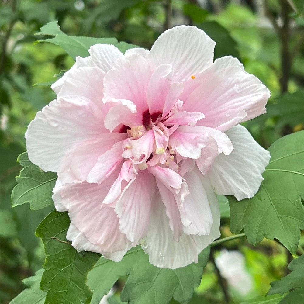 Lady Stanley Althea Double Pink