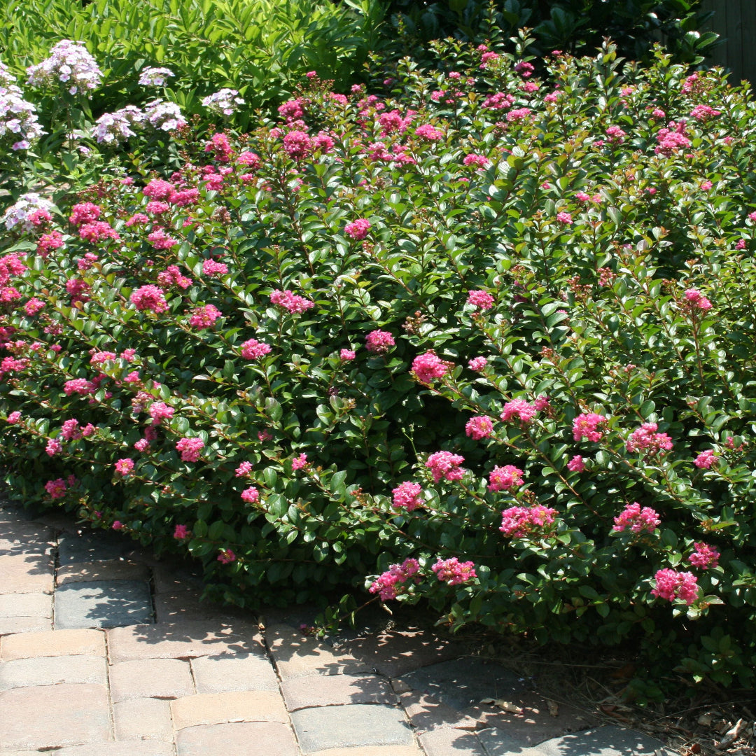 Pocomoke Dwarf Crape Myrtle shrub with red blooms