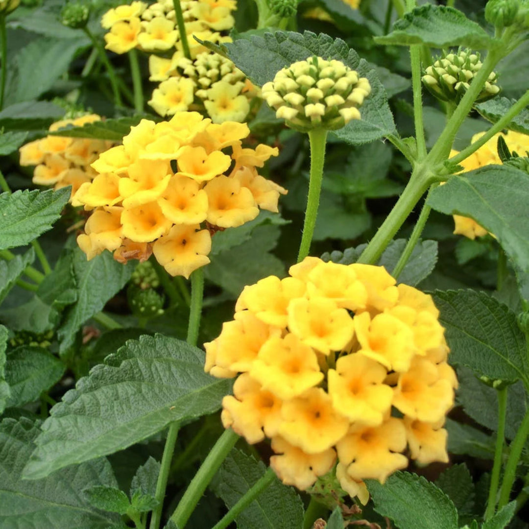 Lantana Chapel Hill Yellow