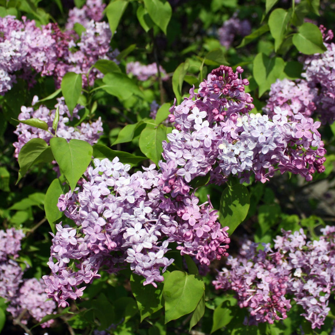 Lilac Sunday