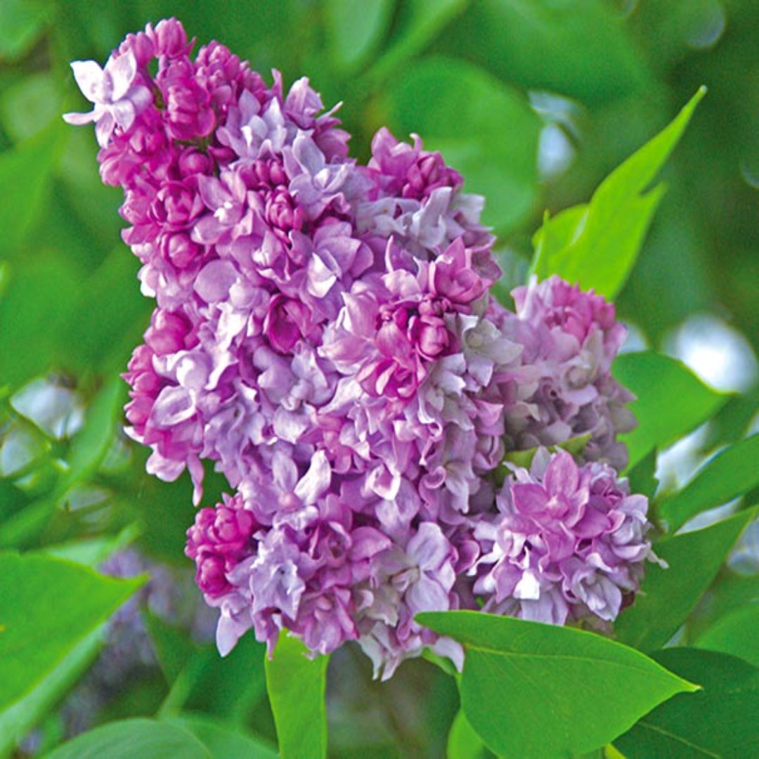 Katherine Havemeyer French Lilac