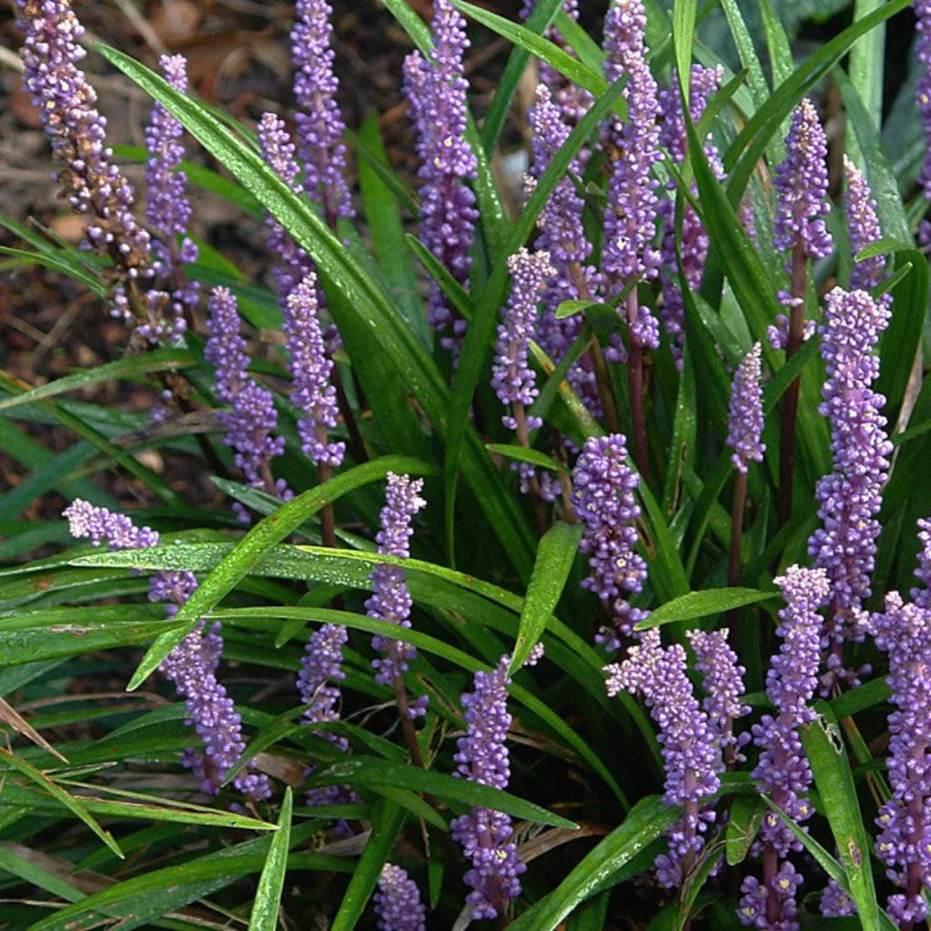 Liriope Big Blue groundcover with arching leaves