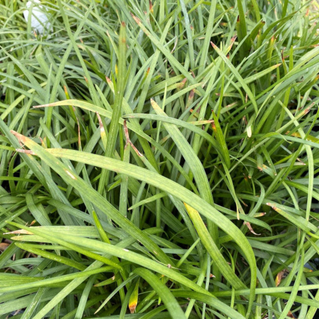 Evergreen Lily Turf for groundcover