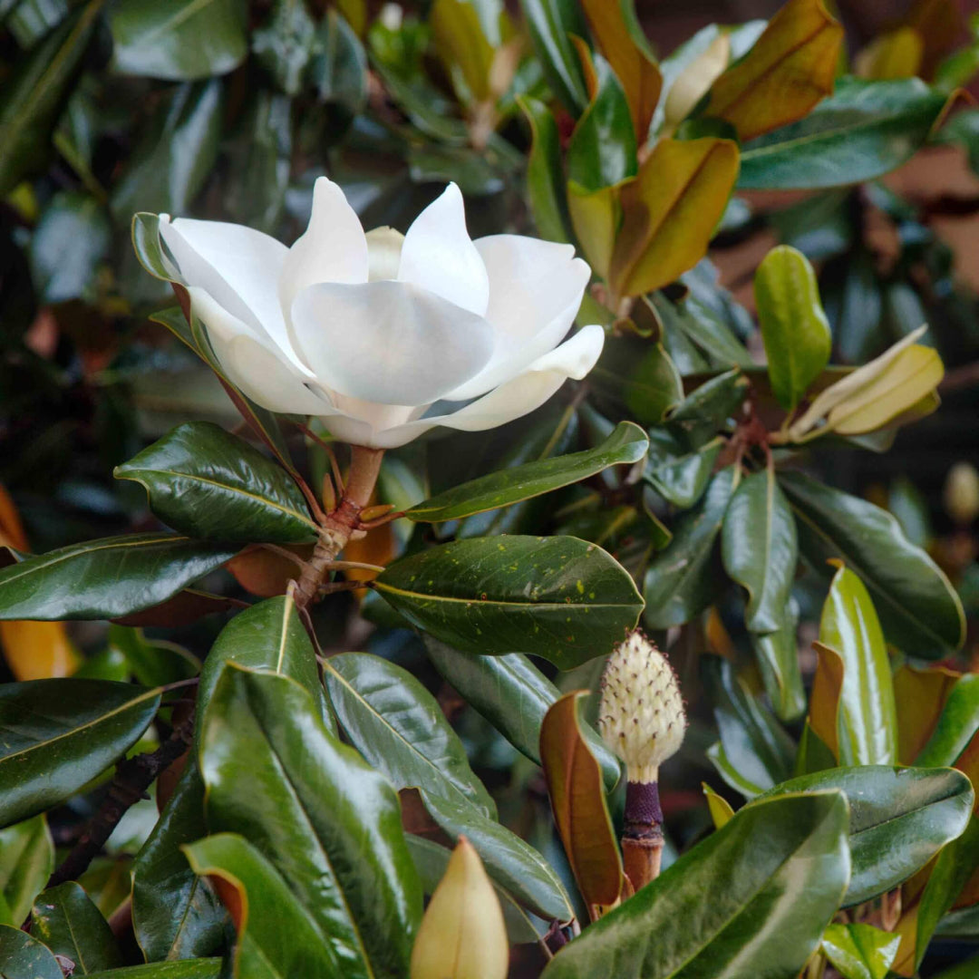 Little Gem Dwarf Magnolia Tree
