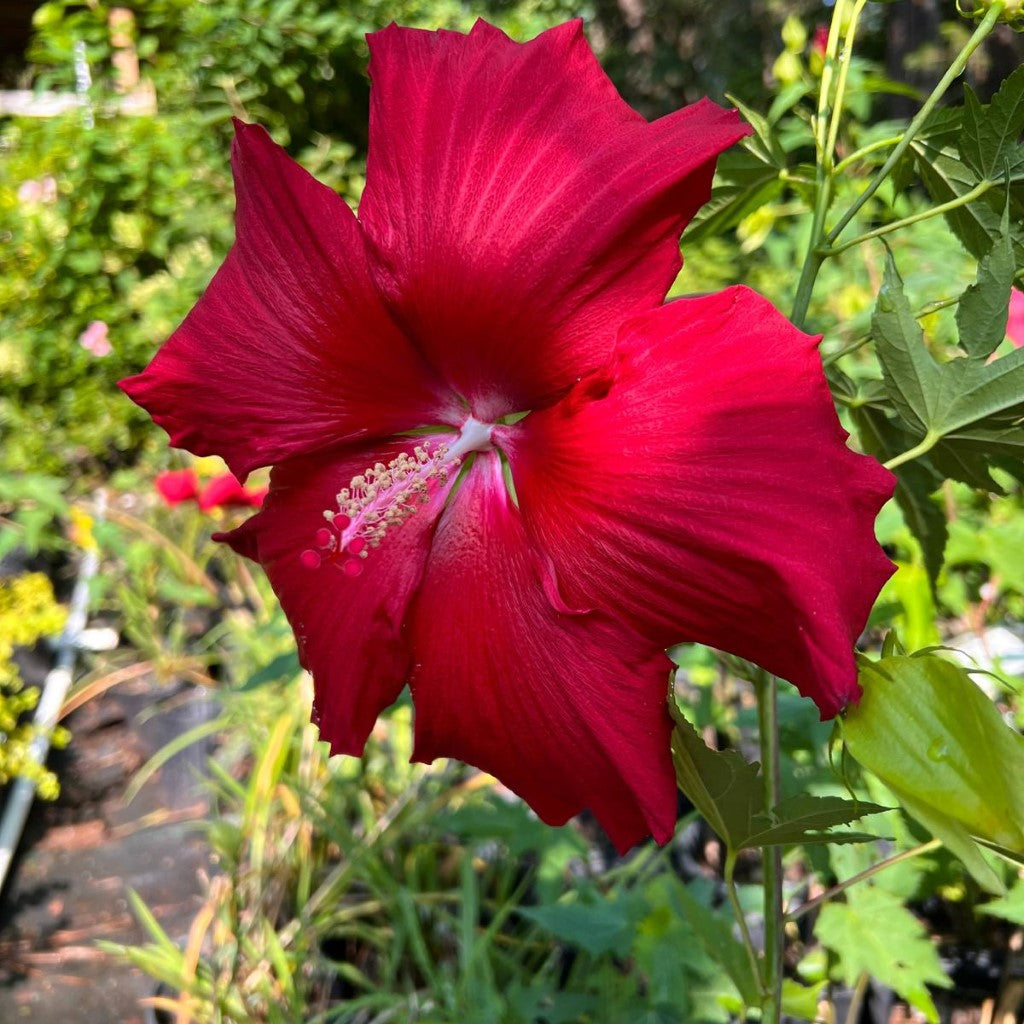 Lord Baltimore Hibiscus,