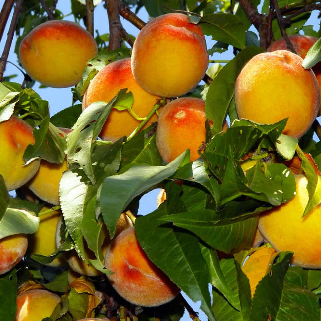 Loring Peach Tree