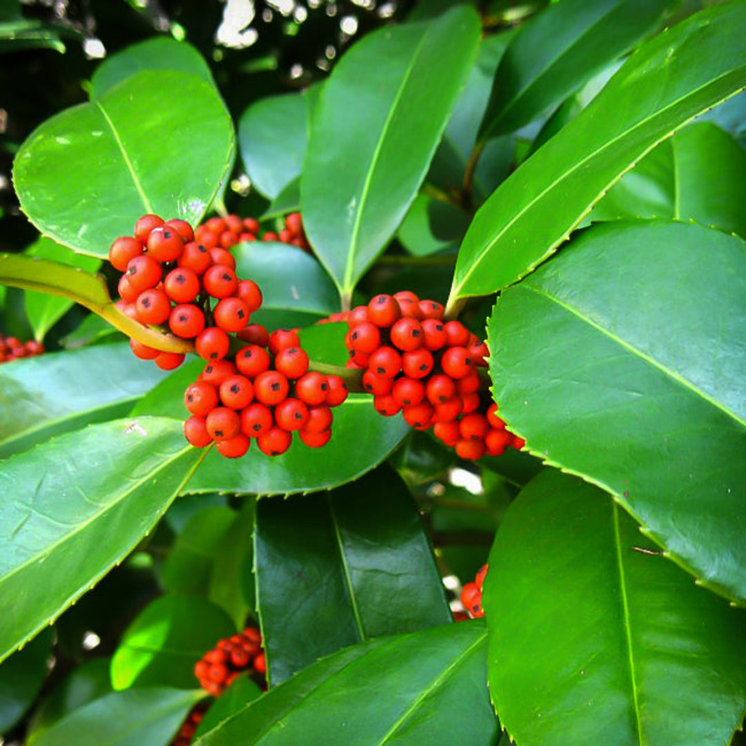 Luster Leaf Holly