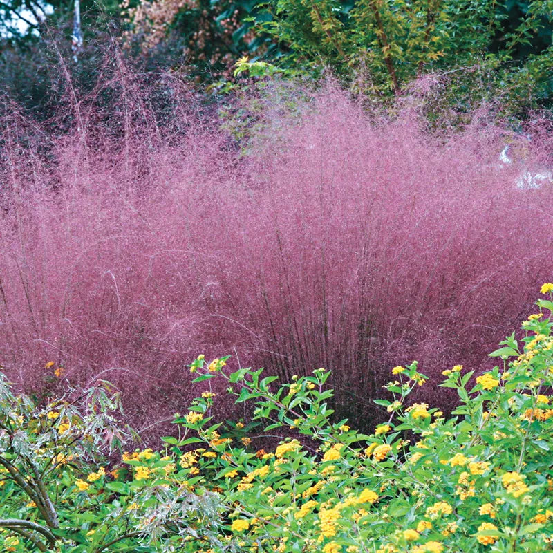 Purple Muhly Grass