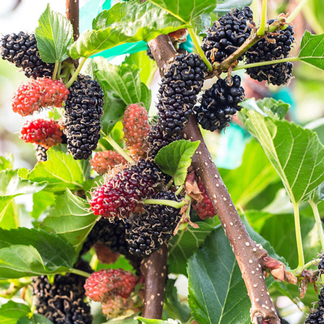 Persian Mulberry Tree