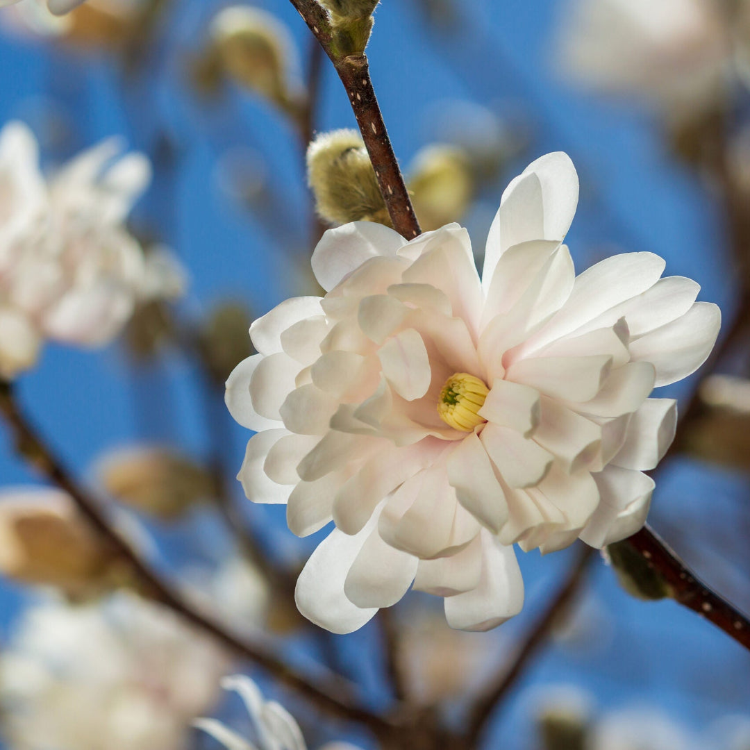 Centennial Magnolia Trees, White Flowers with a Hint of Pink