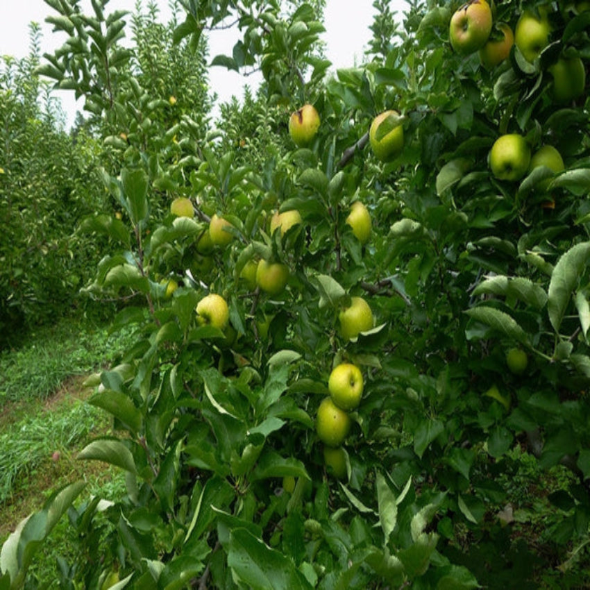 Mutsu Apple Tree