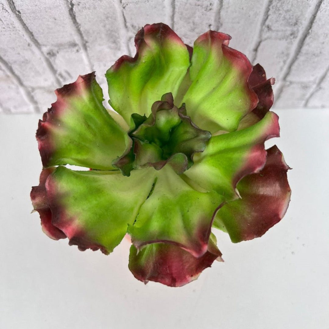 Close-up of realistic artificial Echeveria Ruffles succulent with ruffled green leaves