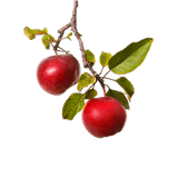 Fruit Plants/Apple Trees Fruit Plants/Apple Trees