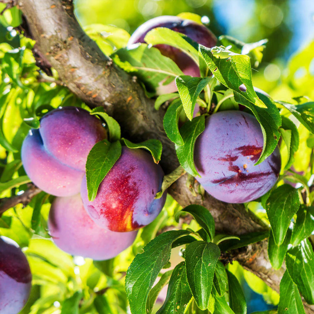 Methley Plum Tree in nursery field with summer foliage