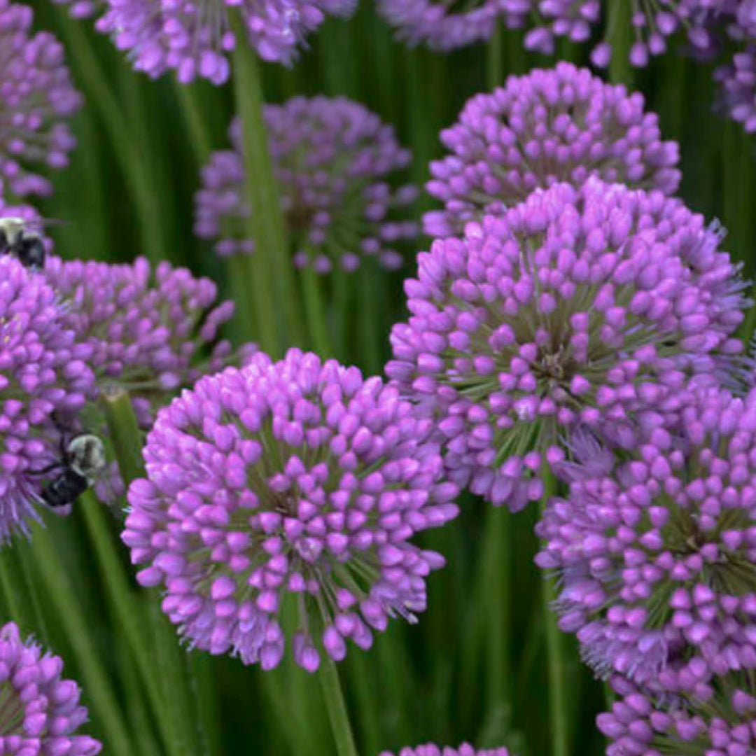 Allium &
