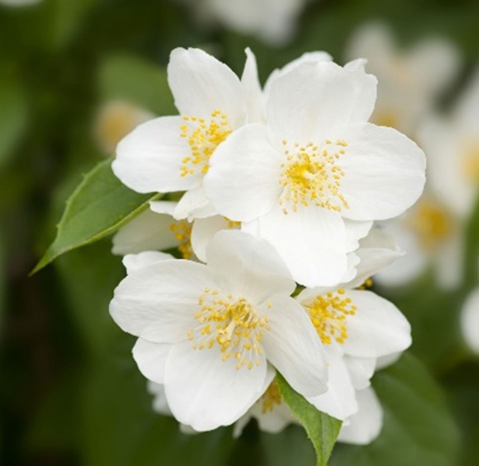 Sweet Mock Orange- perfect white blooms and sweet Orange scent