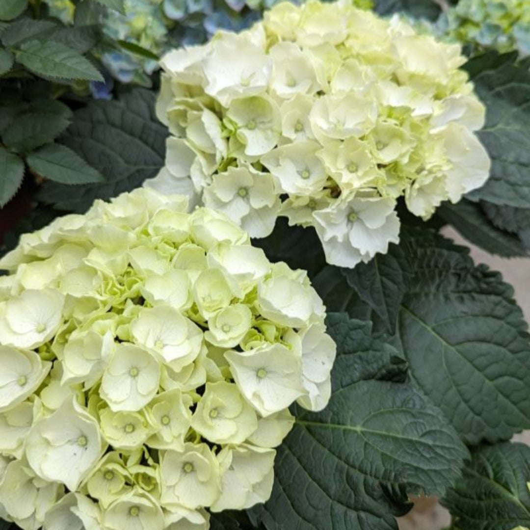 Bounty Mophead Hydrangea- Cold Hardy