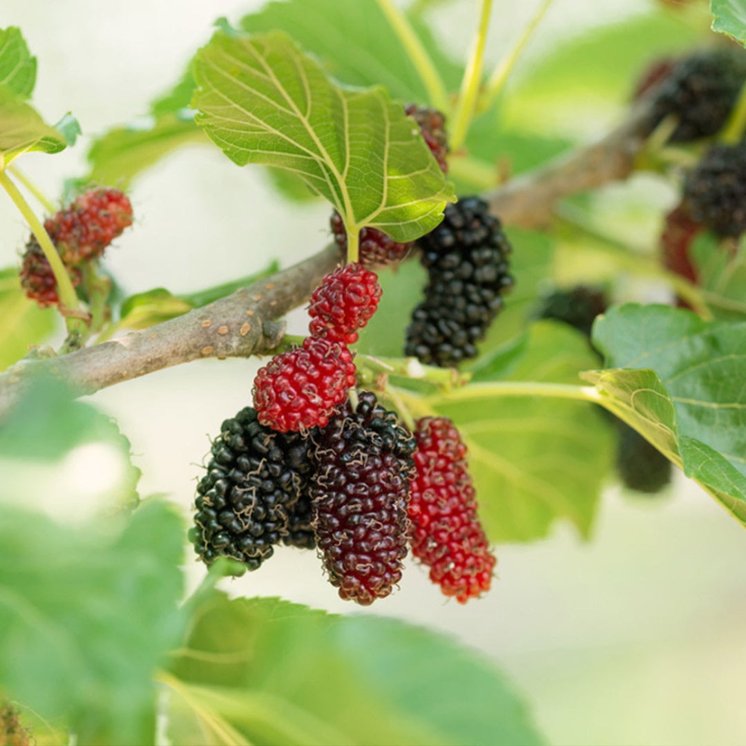 Persian Mulberry Tree