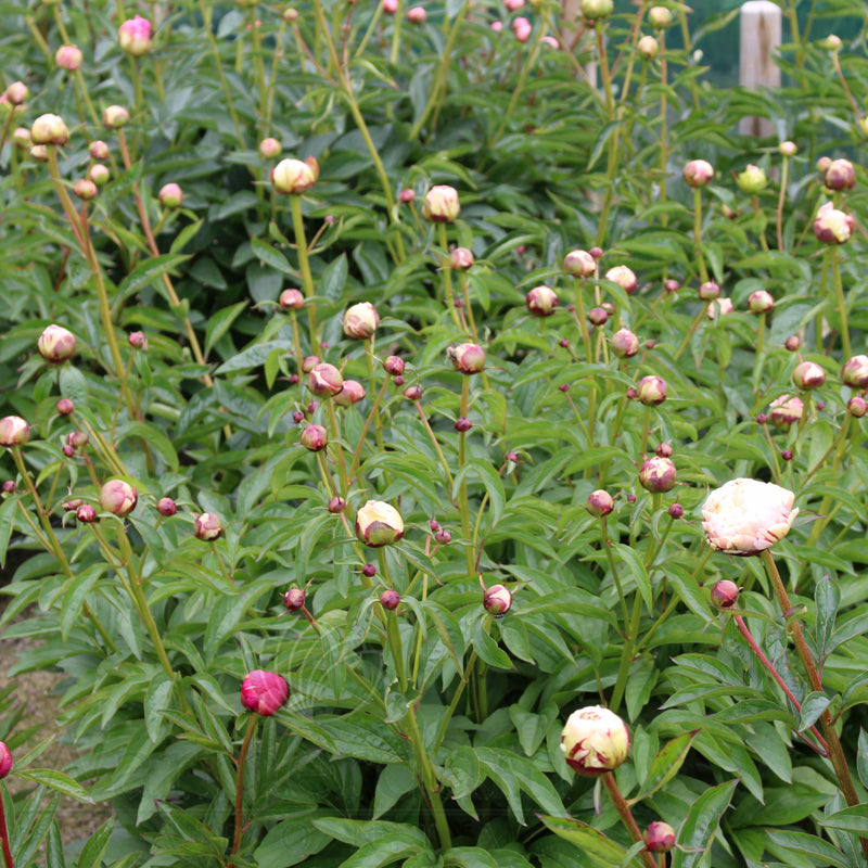 Peony Myrtle Gentry