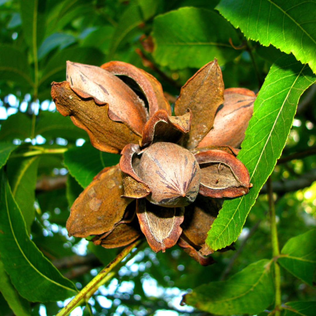 Creek Pecan Trees