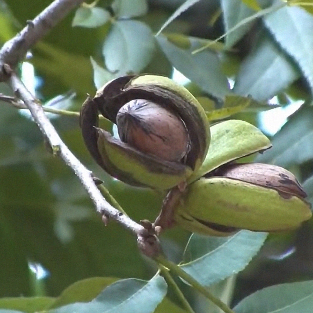 Oconee Pecan Tree, a Large, High Quality Nut