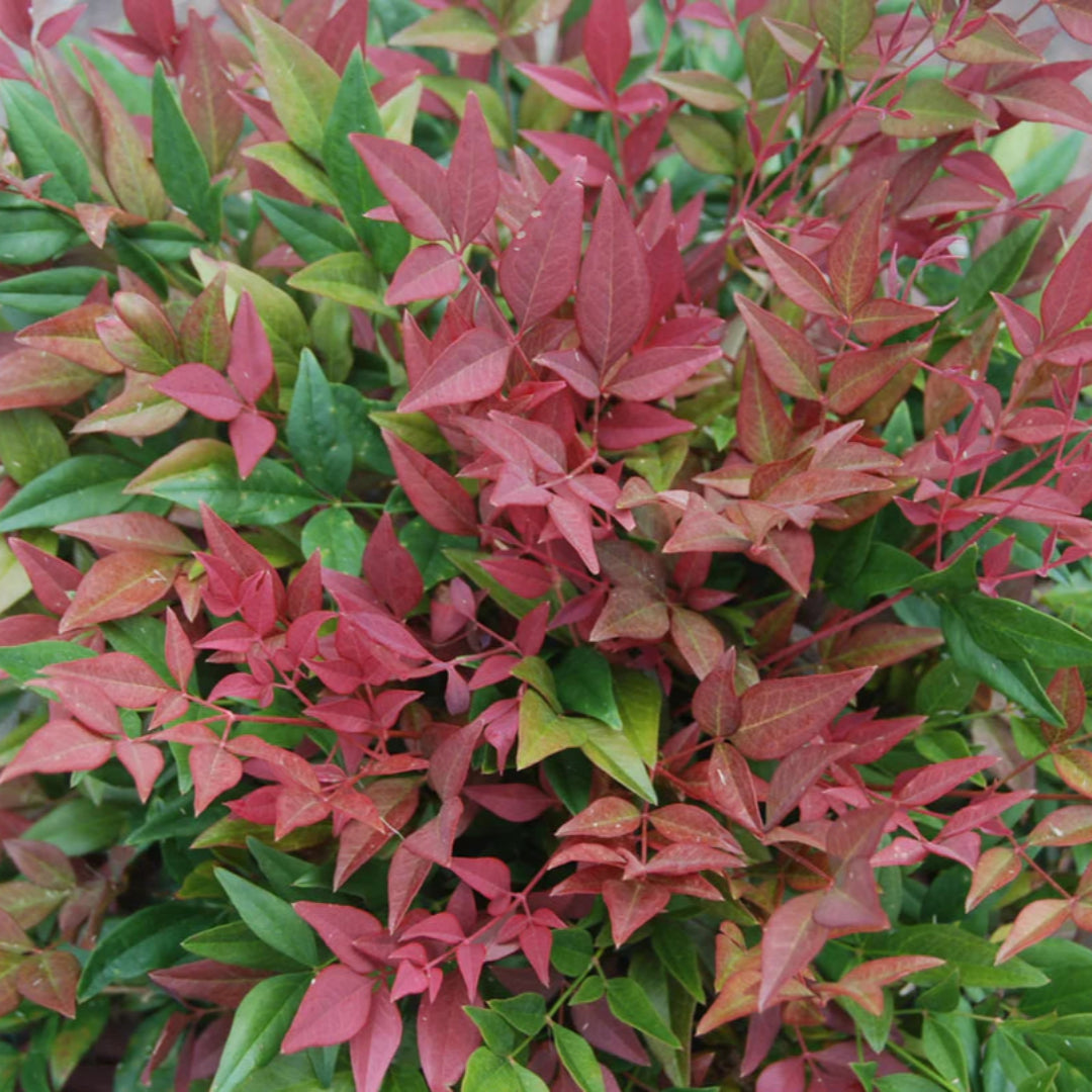 Obsession Nandina domestica &