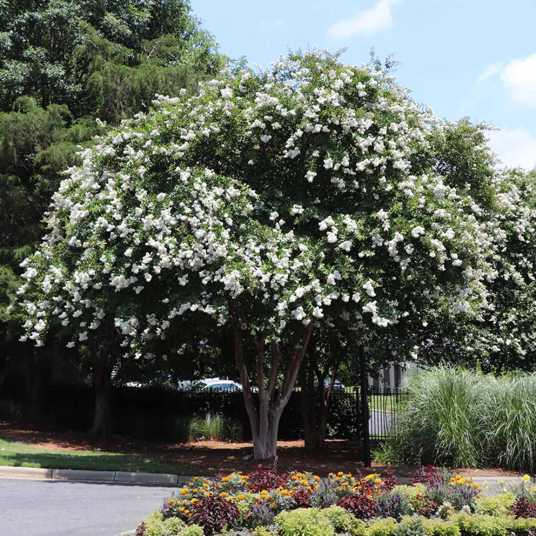 Blooming White Crape Myrtle Shrub in Garden