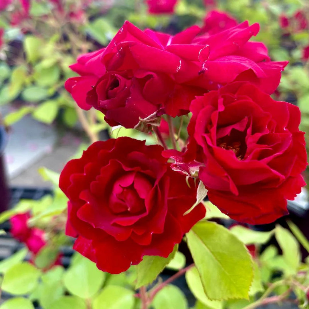 Brindabella Red Empress Rose